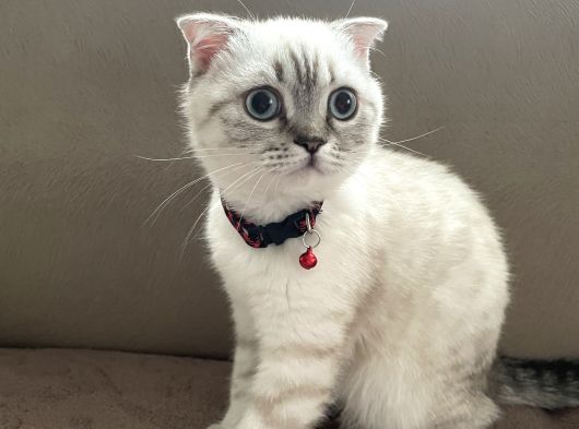 Scottish Fold Beyaz Renk Mavi Gözlü