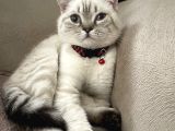 Scottish Fold Beyaz Renk Mavi Gözlü