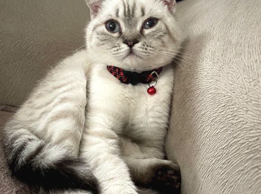 Scottish Fold Beyaz Renk Mavi Gözlü görsel