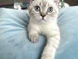 Scottish Fold Beyaz Renk Mavi Gözlü
