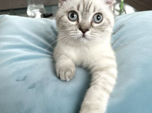 Scottish Fold Beyaz Renk Mavi Gözlü görsel