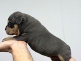 Exotic Bully Baba İtalyadan Anne 3X Mastermint Kızı