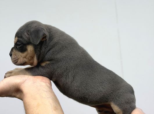 Exotic Bully Baba İtalyadan Anne 3X Mastermint Kızı görsel