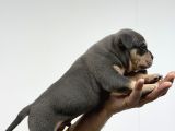Exotic Bully Baba İtalyadan Anne 3X Mastermint Kızı