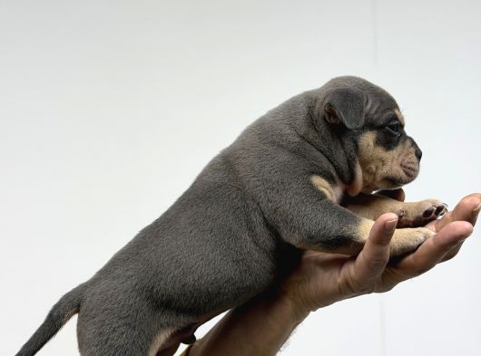 Exotic Bully Baba İtalyadan Anne 3X Mastermint Kızı görsel