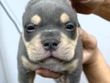 Exotic Bully Baba İtalyadan Anne 3X Mastermint Kızı