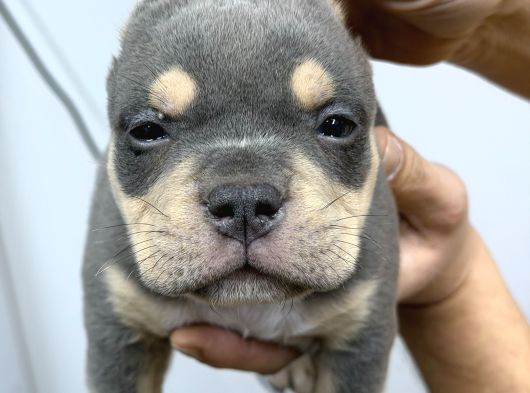 Exotic Bully Baba İtalyadan Anne 3X Mastermint Kızı görsel