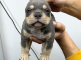 Exotic Bully Baba İtalyadan Anne 3X Mastermint Kızı