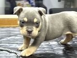 Exotic bully Baba İtalyadan Anne 3X mastermint kızı