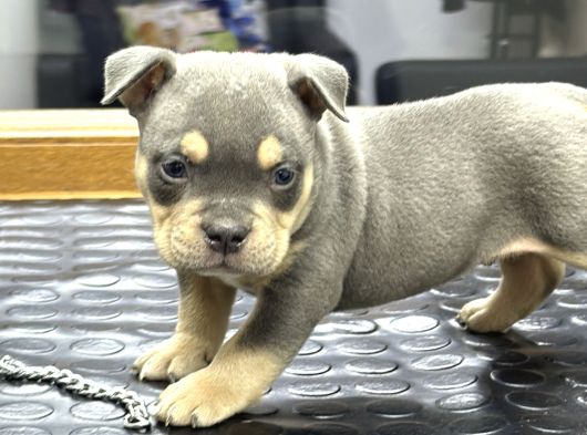 Exotic Bully Baba İtalyadan Anne 3X Mastermint Kızı