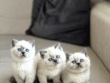 AYI SURAT BRİTİSH SHORTHAİR BLUE POİNT YAVRULARIM
