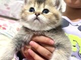 Dişi golden tabby