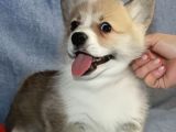 Kısa Kuyruk Kraliyet Köpeği  Secereli Welsh Corgi