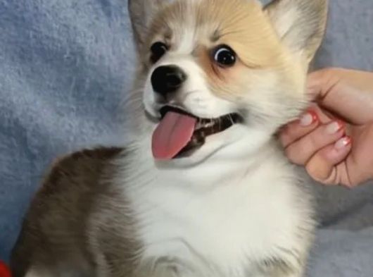 Kısa Kuyruk Kraliyet Köpeği  Secereli Welsh Corgi görsel