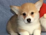 Kısa Kuyruk Kraliyet Köpeği  Secereli Welsh Corgi