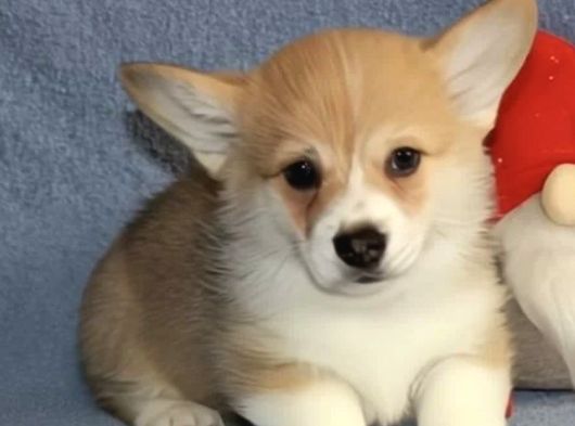 Kısa Kuyruk Kraliyet Köpeği  Secereli Welsh Corgi görsel
