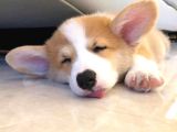 Kısa kuyruk kraliyet köpeği  secereli welsh corgi