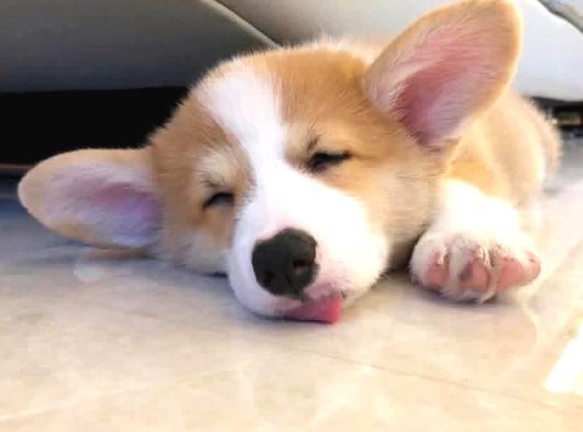 Kısa Kuyruk Kraliyet Köpeği  Secereli Welsh Corgi