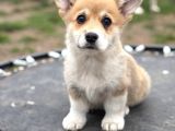 Kısa Kuyruk Kraliyet Köpeği  Secereli Welsh Corgi
