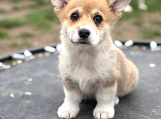Kısa Kuyruk Kraliyet Köpeği  Secereli Welsh Corgi görsel