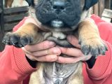 Dev Gibi Cane Corso Lar En Özeli