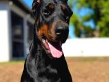 Üst Segment Doberman Yavruları
