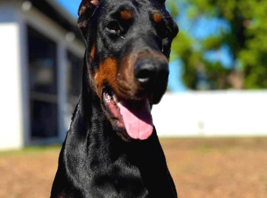 Üst Segment Doberman Yavruları