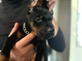 Üst Segment Doberman Yavruları