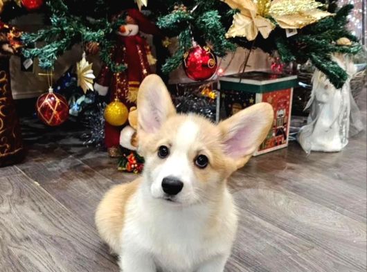 Kısa Kuyruk Kraliyet Köpeği  Secereli Welsh Corgi görsel