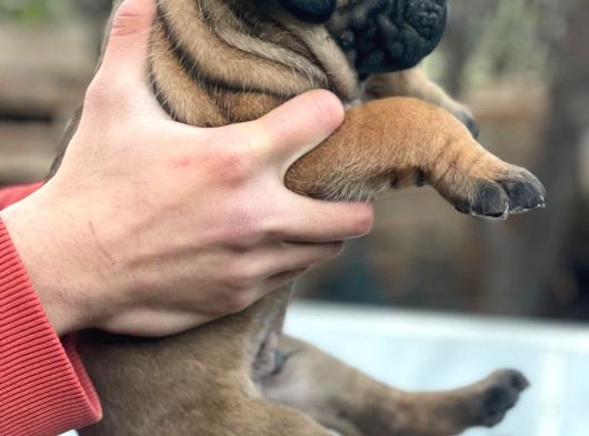 Dev Gibi Cane Corso Lar En Özeli görsel