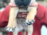 Dev Gibi Cane Corso Lar En Özeli