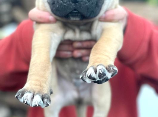 Dev Gibi Cane Corso Lar En Özeli görsel
