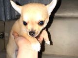 2 aylık Chihuahua erkek Yavrusu