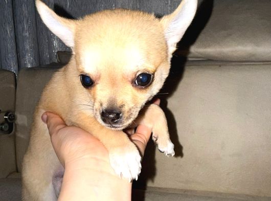 2 Aylık Chihuahua Erkek Yavrusu