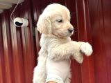 3 Aylık Golden Retriever Yavrusu