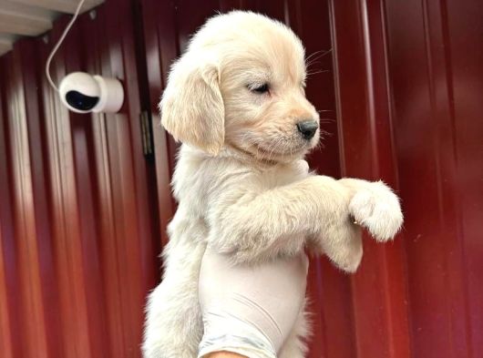 3 Aylık Golden Retriever Yavrusu