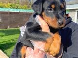 Kralların Bekçi Köpeği Doberman Yavruları