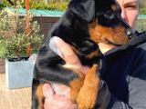 Kralların Bekçi Köpeği Doberman Yavruları