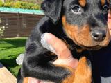 Kralların Bekçi Köpeği Doberman Yavruları
