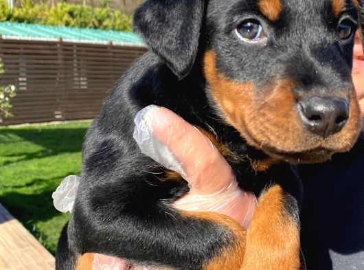Kralların Bekçi Köpeği Doberman Yavruları görsel