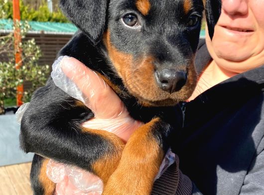 Kralların Bekçi Köpeği Doberman Yavruları