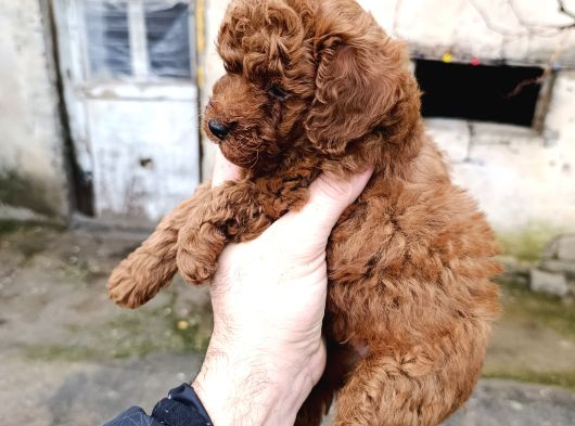 Korekan Poodle Yavrularim görsel