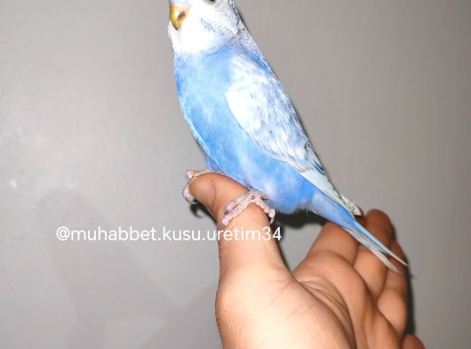 İstanbulun Tüm Ilçelerine  Ele Gelen Muhabbet Kuşu görsel