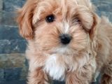 Efsane Güzel Malti̇poo Bebekleri̇ Si̇zleri̇ Bekli̇yor