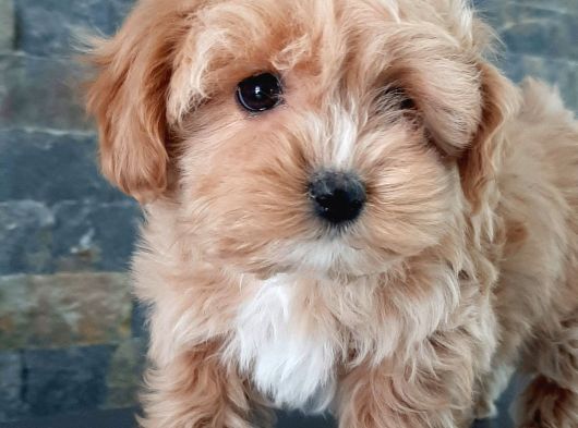 Efsane Güzel Malti̇poo Bebekleri̇ Si̇zleri̇ Bekli̇yor görsel