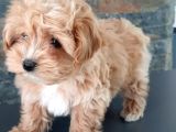 Efsane Güzel Malti̇poo Bebekleri̇ Si̇zleri̇ Bekli̇yor