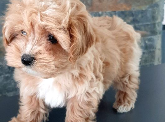 Efsane Güzel Malti̇poo Bebekleri̇ Si̇zleri̇ Bekli̇yor görsel