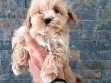 Efsane Güzel Malti̇poo Bebekleri̇ Si̇zleri̇ Bekli̇yor