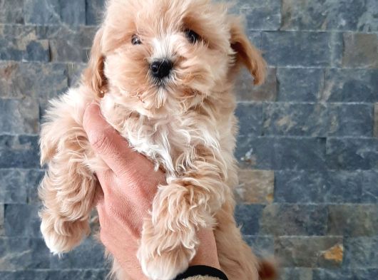 Efsane Güzel Malti̇poo Bebekleri̇ Si̇zleri̇ Bekli̇yor görsel