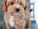 Efsane Güzel Malti̇poo Bebekleri̇ Si̇zleri̇ Bekli̇yor
